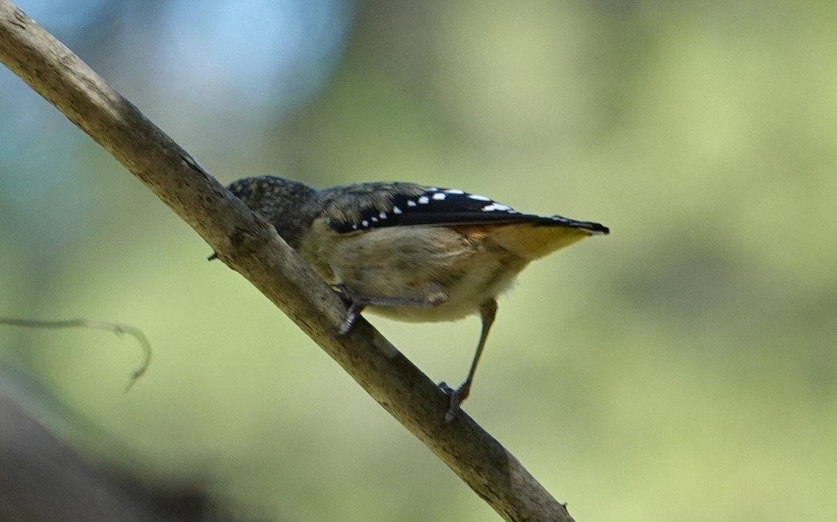 Spotted Pardalote - ML613747580