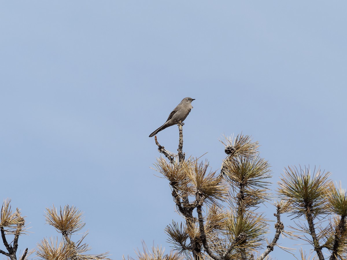 Townsend's Solitaire - ML613747617