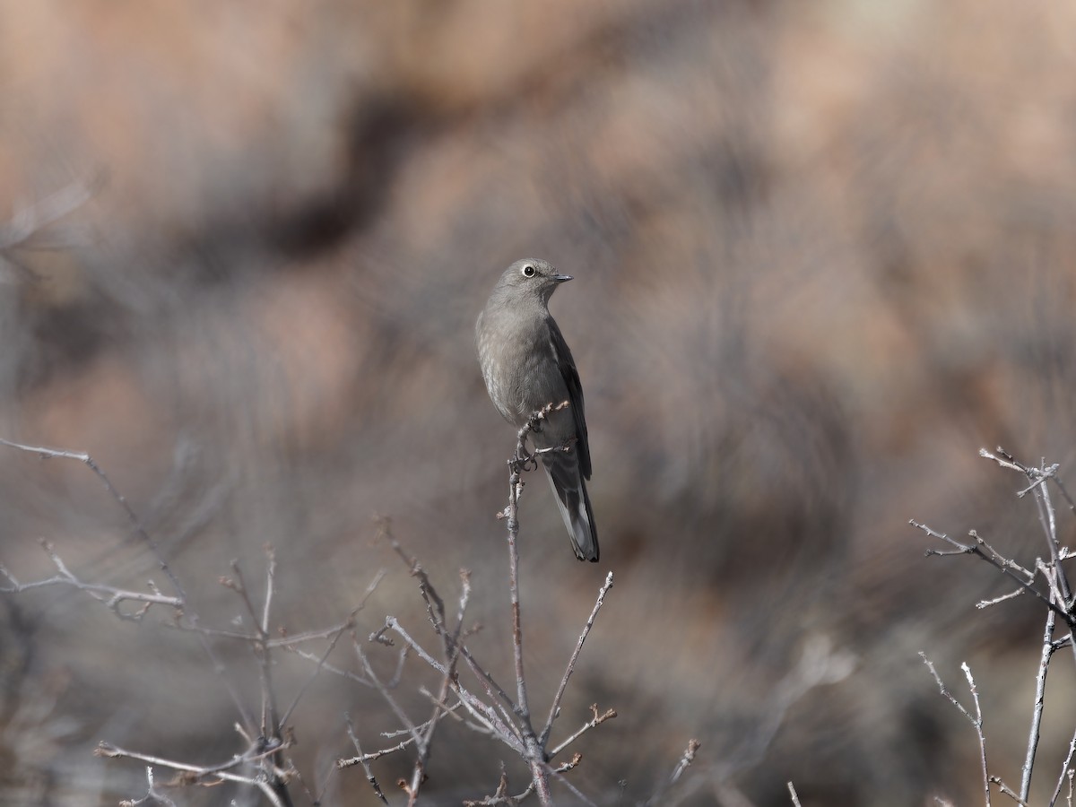 Townsend's Solitaire - ML613747618