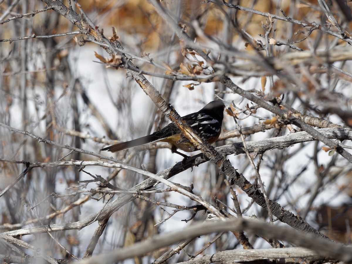 Spotted Towhee - ML613747861