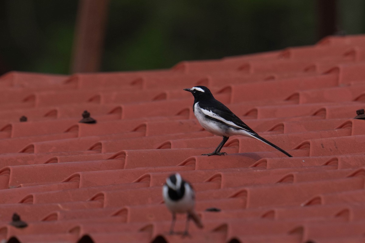 White-browed Wagtail - ML613748100
