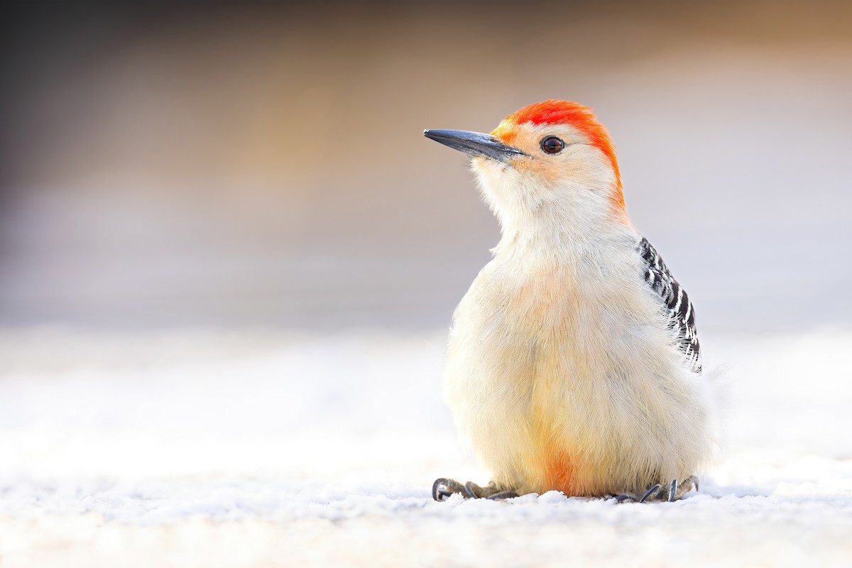 Red-bellied Woodpecker - Ryan Sanderson