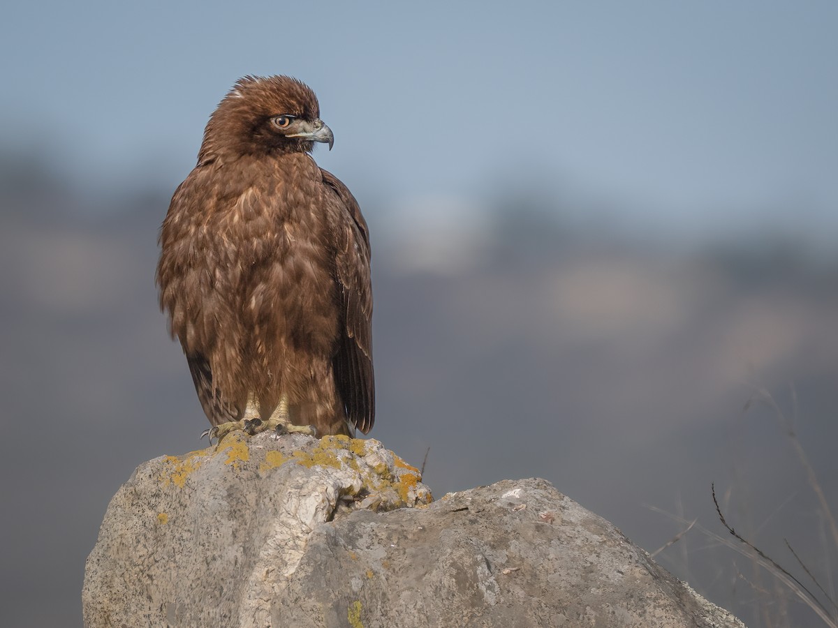 Red-tailed Hawk - Hans Petermann