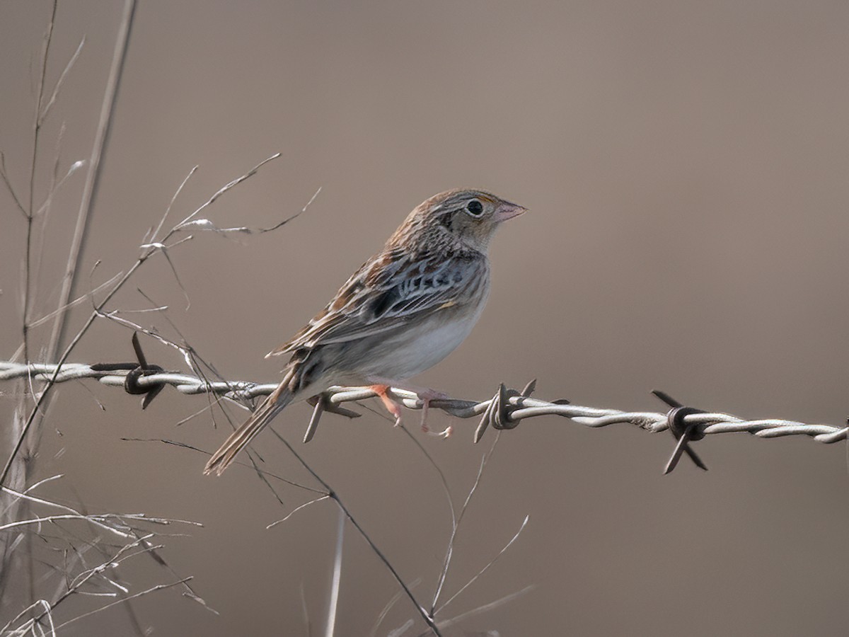 Grasshopper Sparrow - Hans Petermann