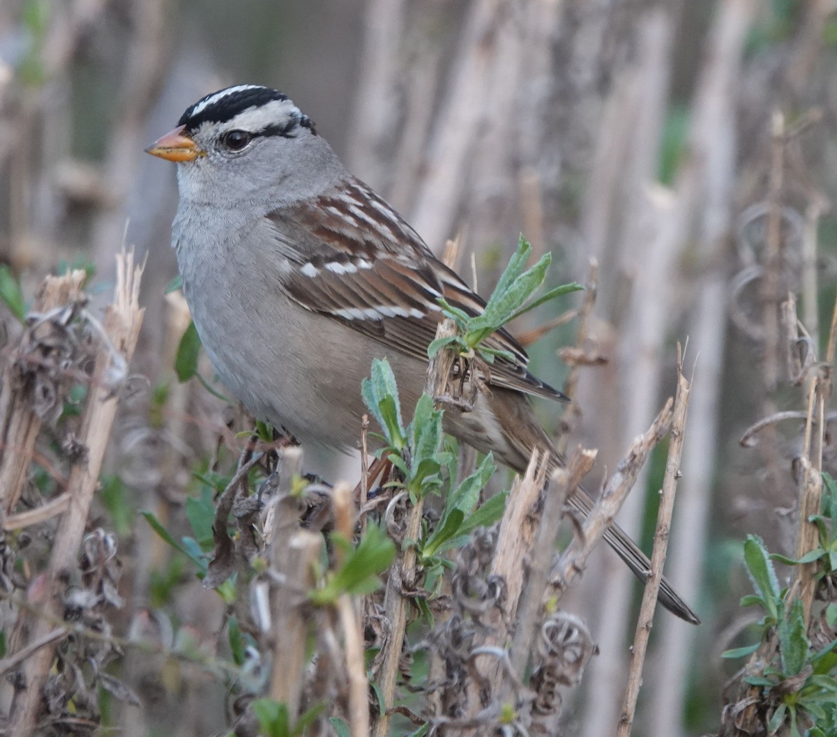 White-crowned Sparrow (Gambel's) - ML613748356