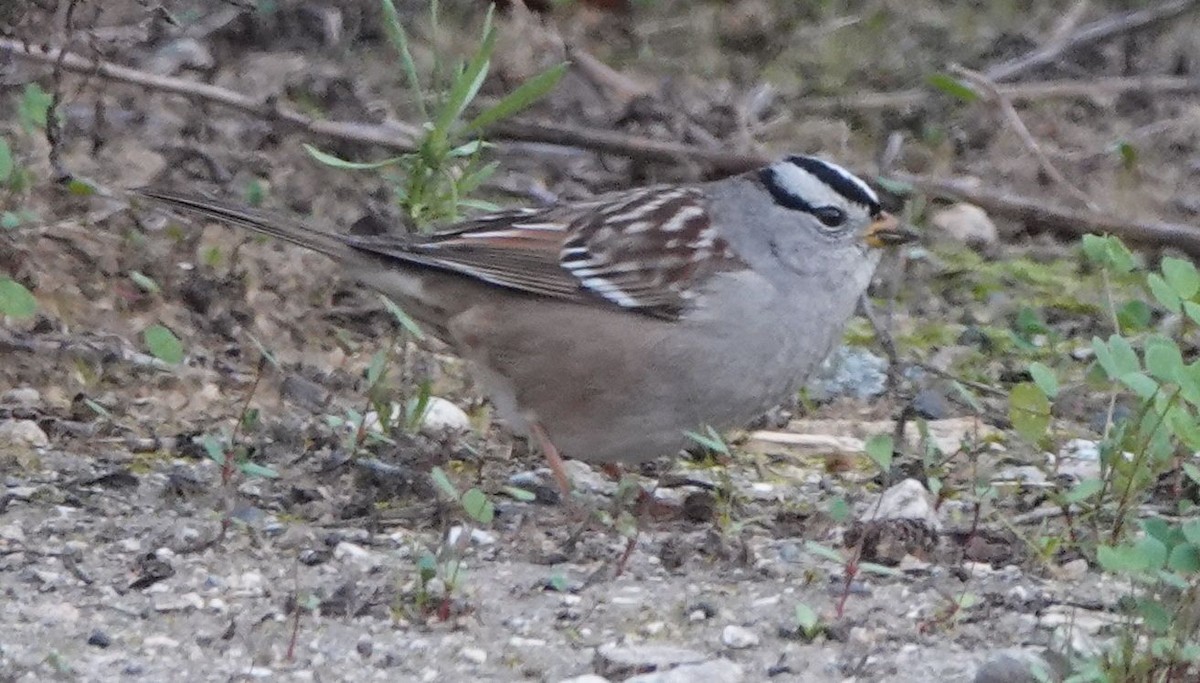 White-crowned Sparrow (Gambel's) - ML613748357