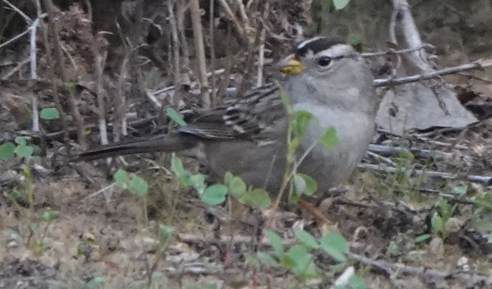 White-crowned Sparrow (Gambel's) - ML613748368