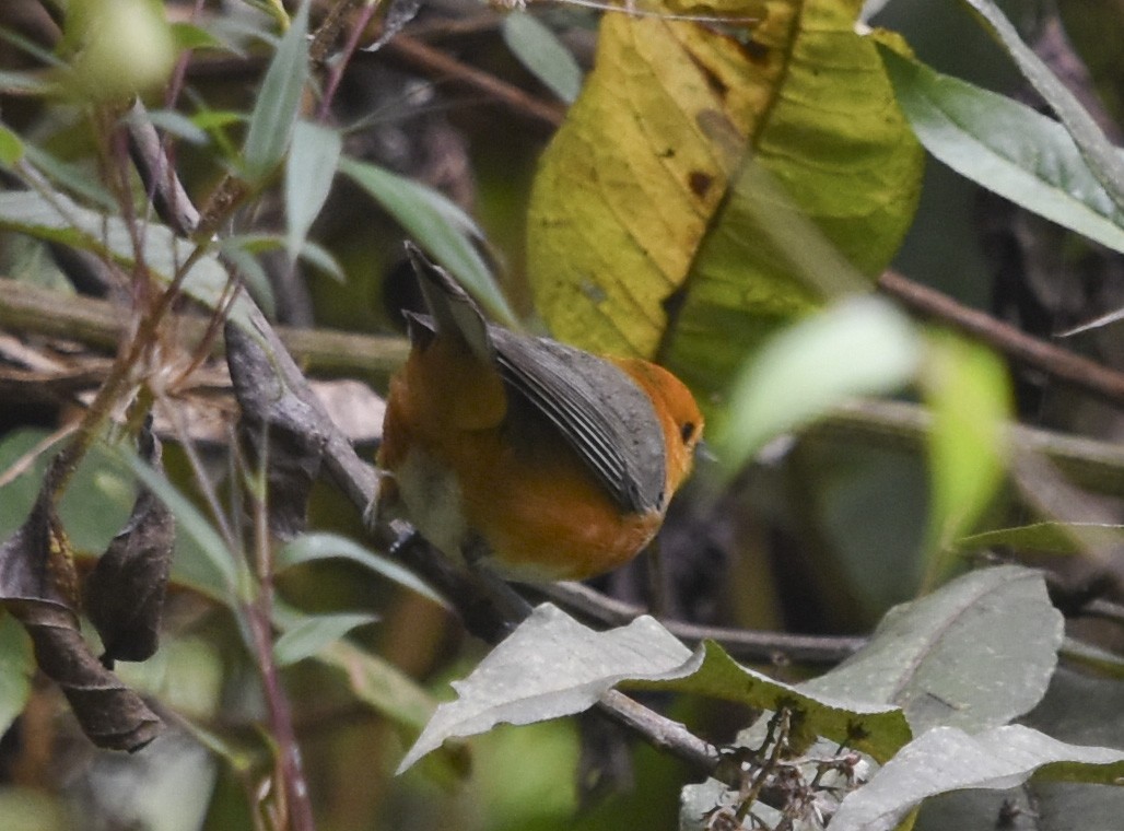 Rufous-chested Tanager - ML613748404