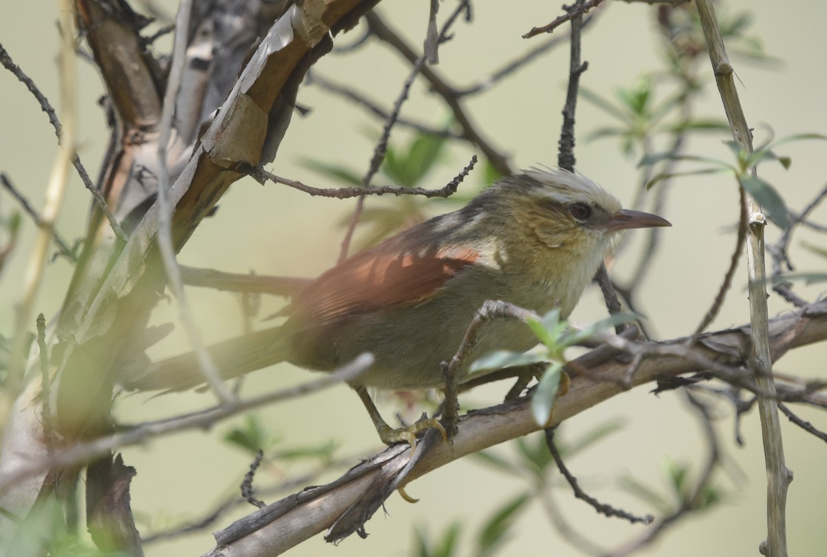 Creamy-crested Spinetail - ML613748480