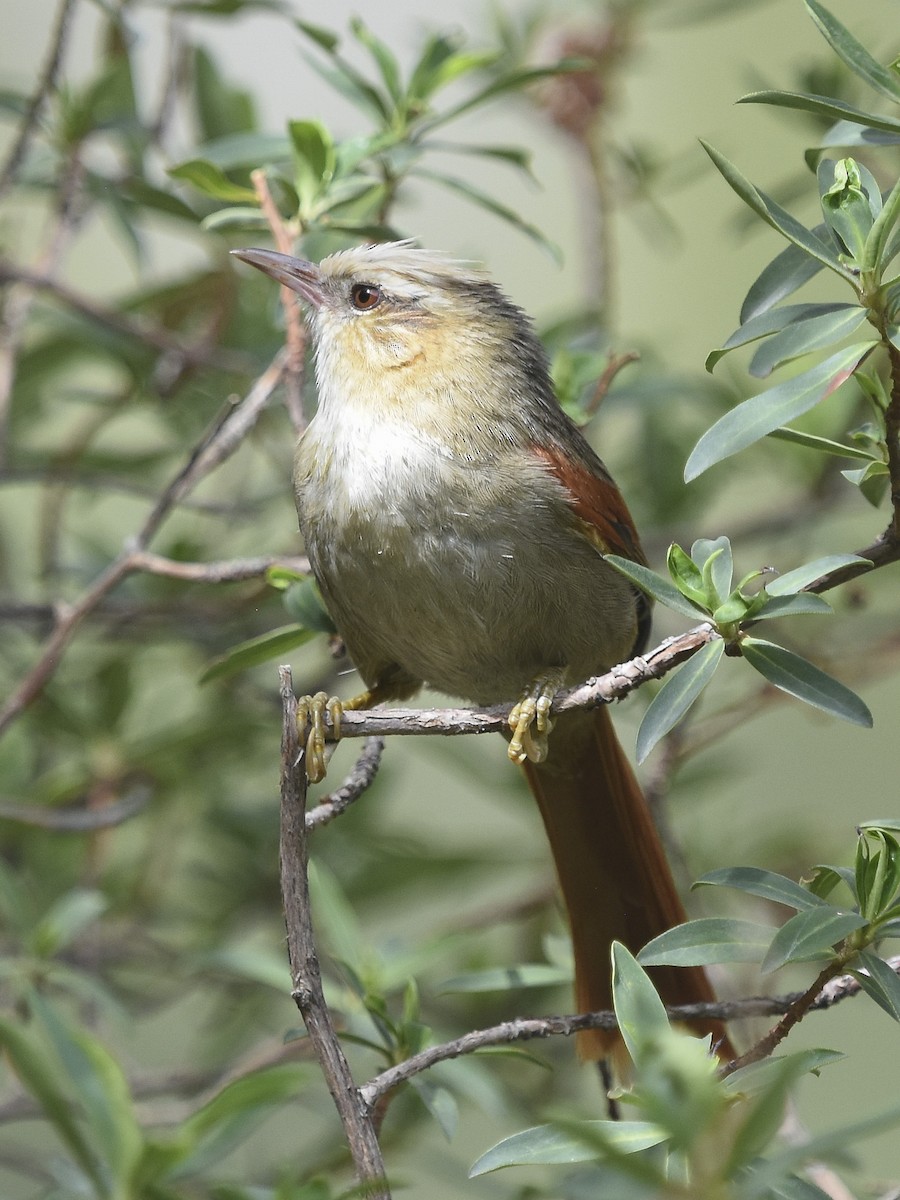 Creamy-crested Spinetail - ML613748481
