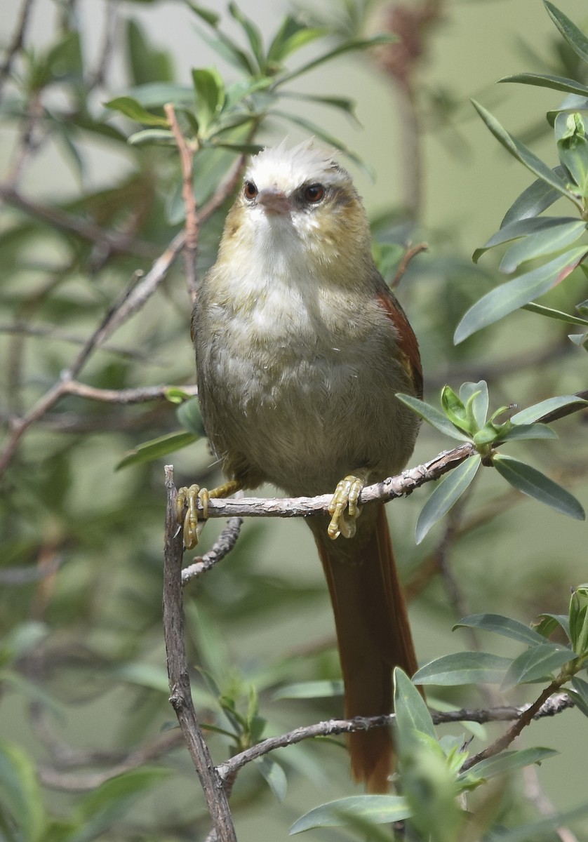 Creamy-crested Spinetail - ML613748482