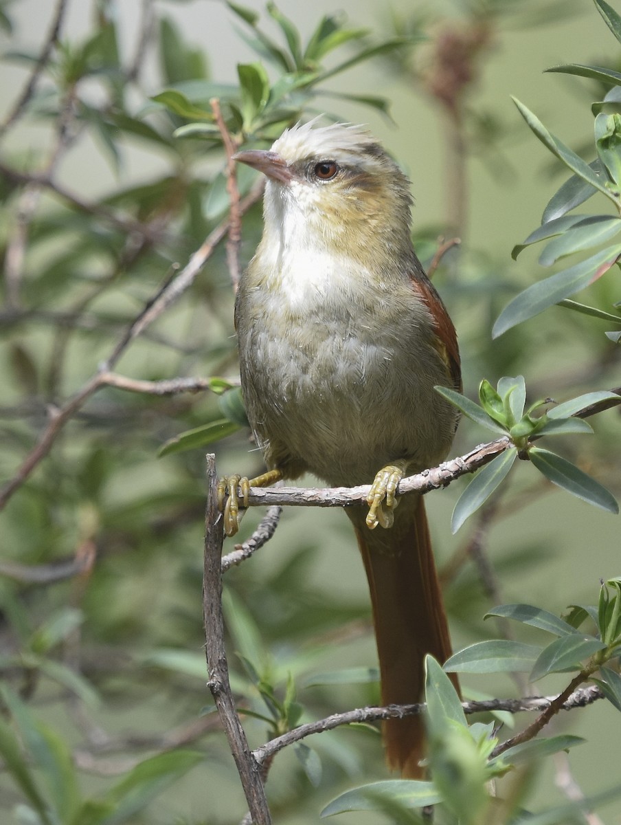 Creamy-crested Spinetail - ML613748483