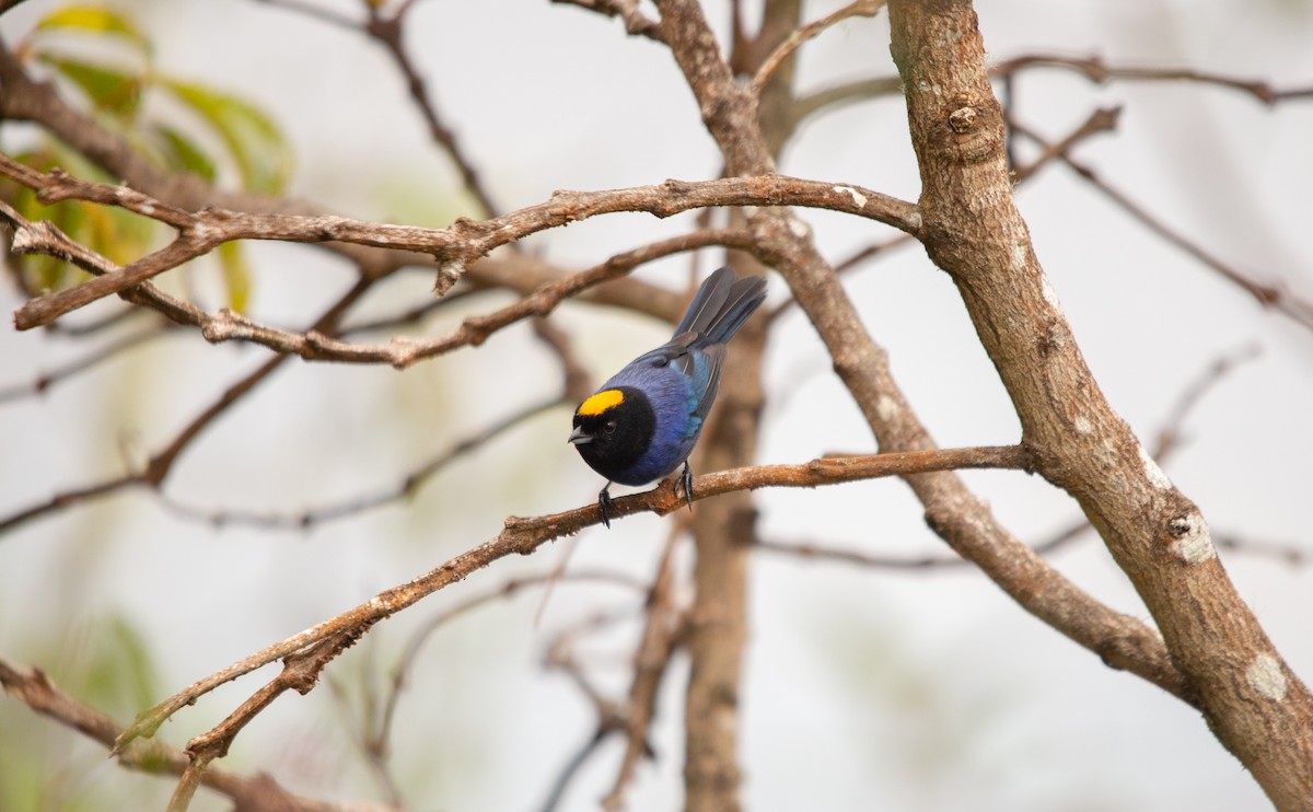 Golden-crowned Tanager - ML613748724
