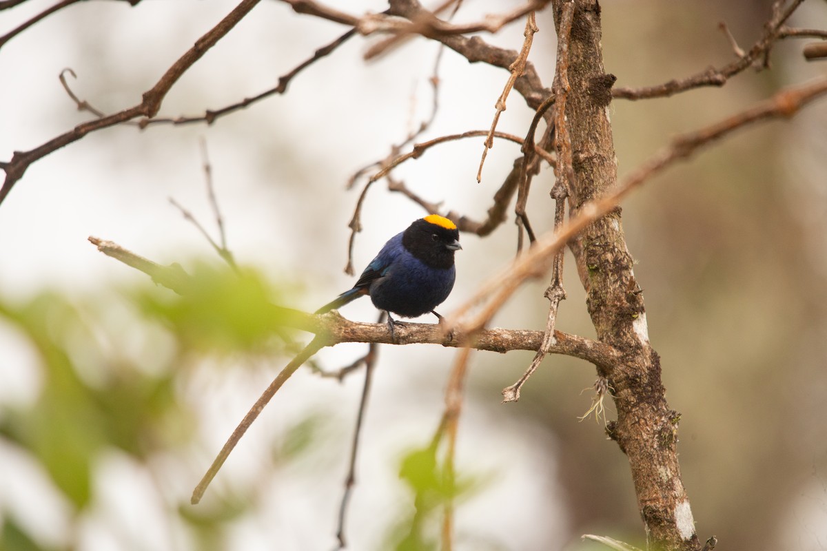 Golden-crowned Tanager - ML613748728