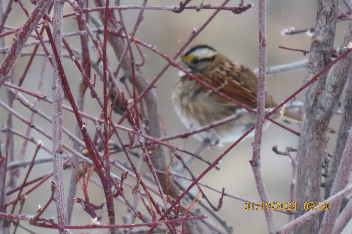 White-throated Sparrow - ML613748797