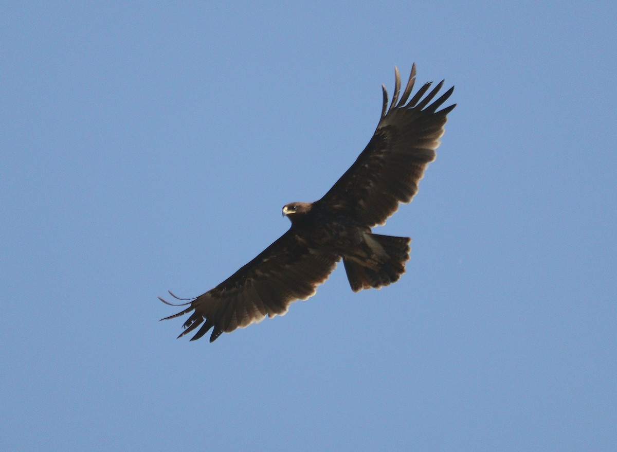 Greater Spotted Eagle - ML613748946
