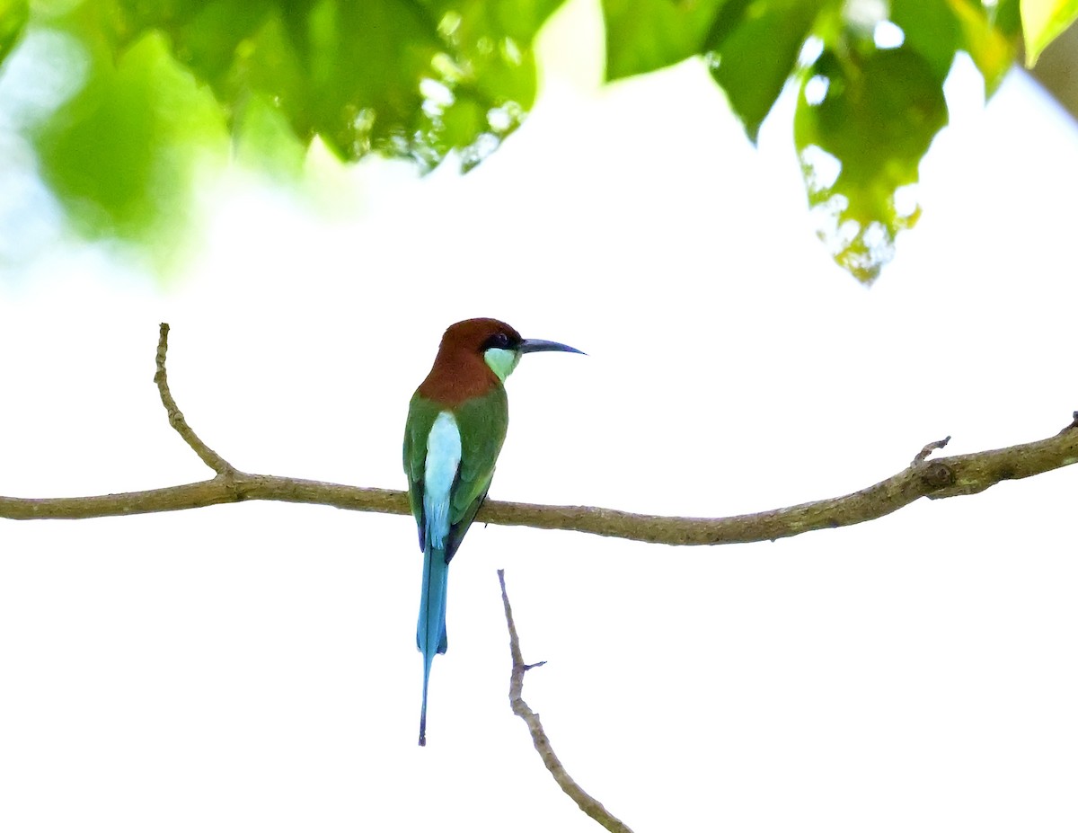 Rufous-crowned Bee-eater - ML613749223
