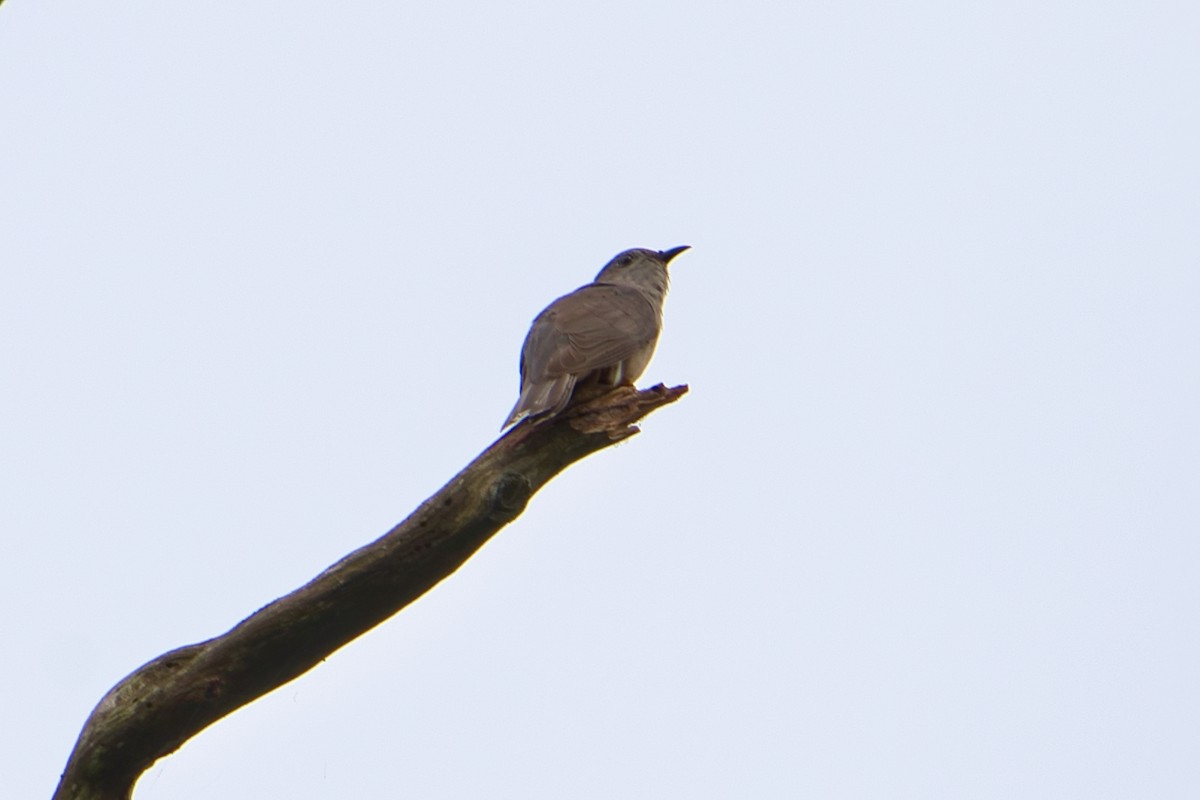 Brush Cuckoo (Australasian) - ML613749310