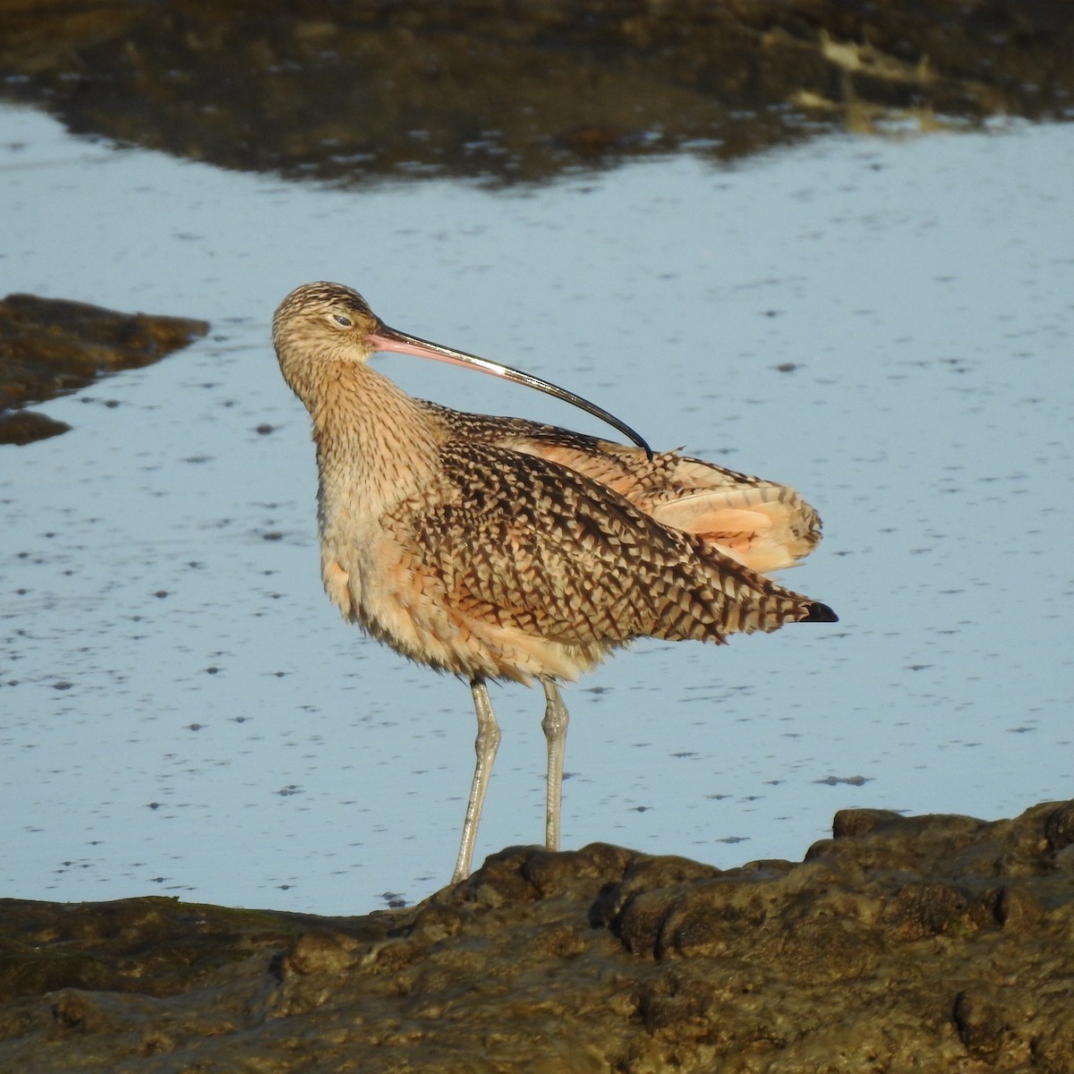 Long-billed Curlew - ML613749628