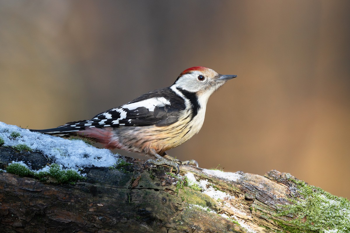 Middle Spotted Woodpecker - ML613750093
