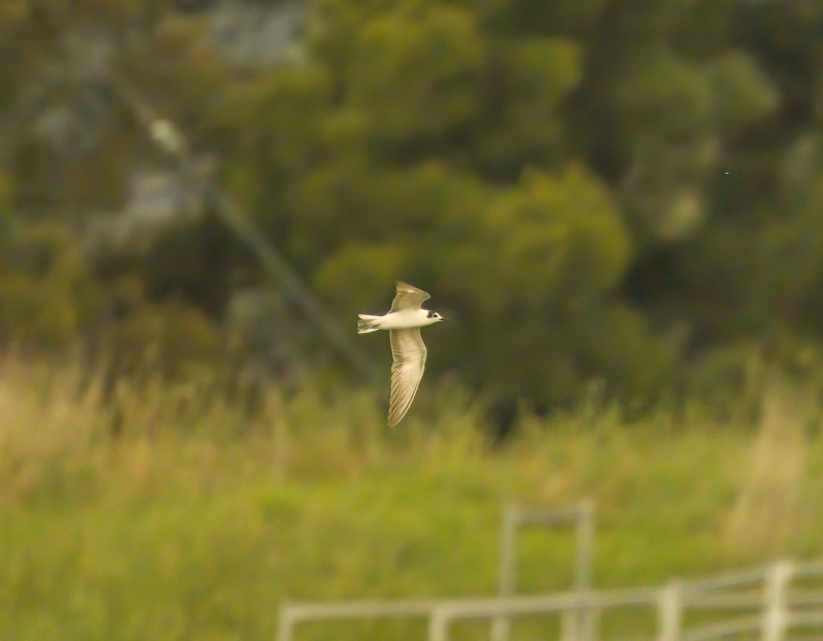 White-winged Tern - ML613750659