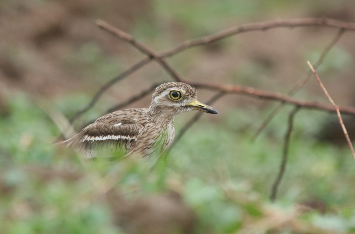 Indian Thick-knee - ML613750803