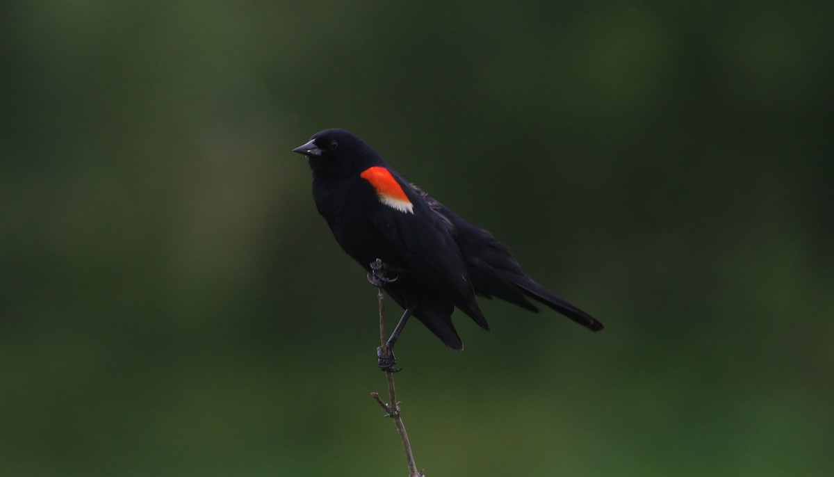 Red-winged Blackbird - Jason Rieger