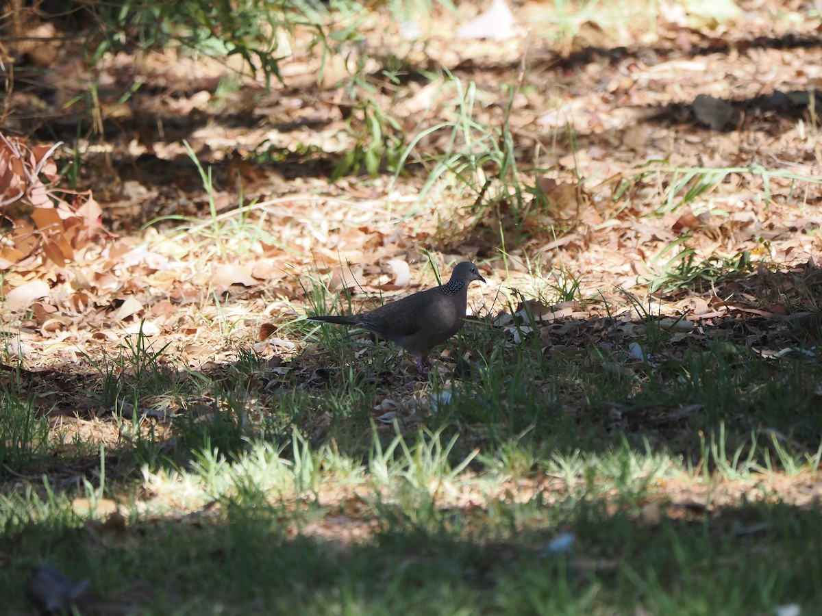 Spotted Dove - ML613751218