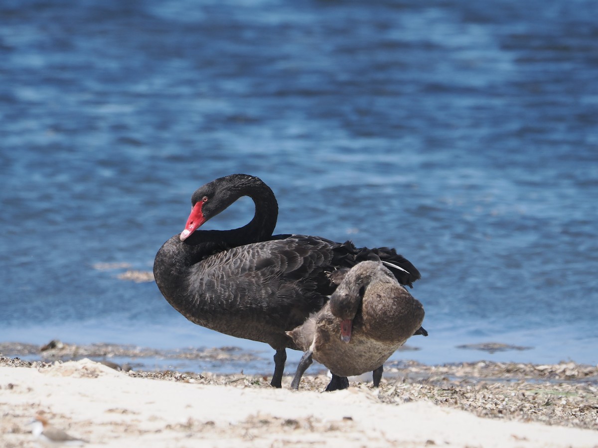 Black Swan - Tony Richards