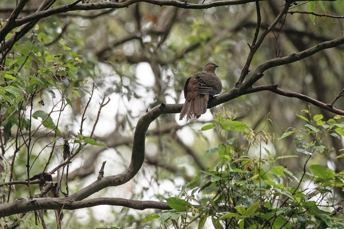 Brown Cuckoo-Dove - ML613751823