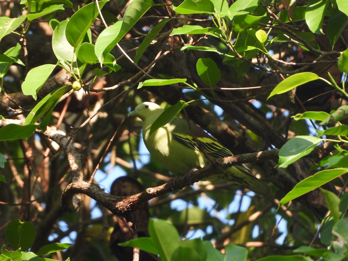 Andaman Green-Pigeon - ML613751922
