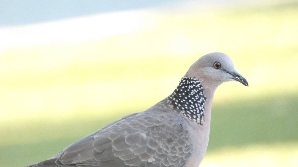 Spotted Dove - ML613752031
