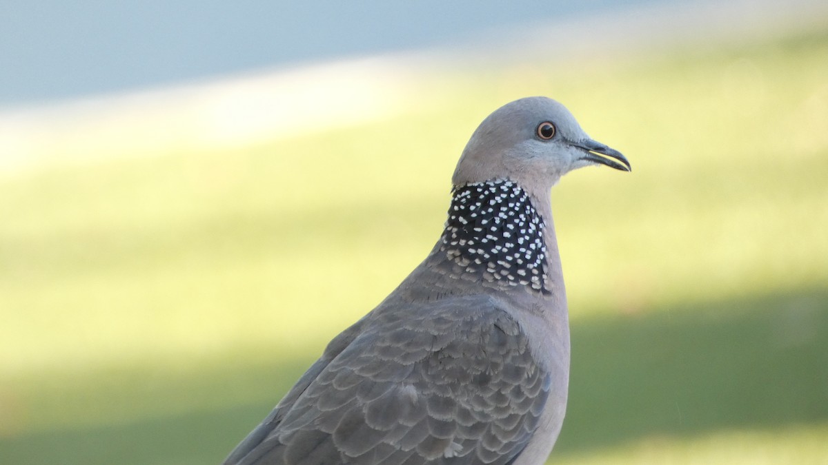 Spotted Dove - ML613752032