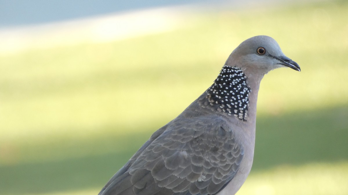 Spotted Dove - ML613752033