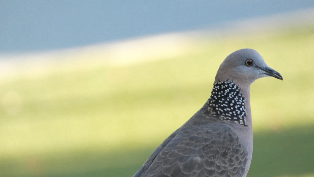 Spotted Dove - ML613752034