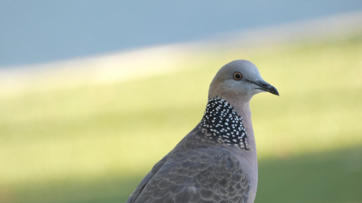 Spotted Dove - ML613752035