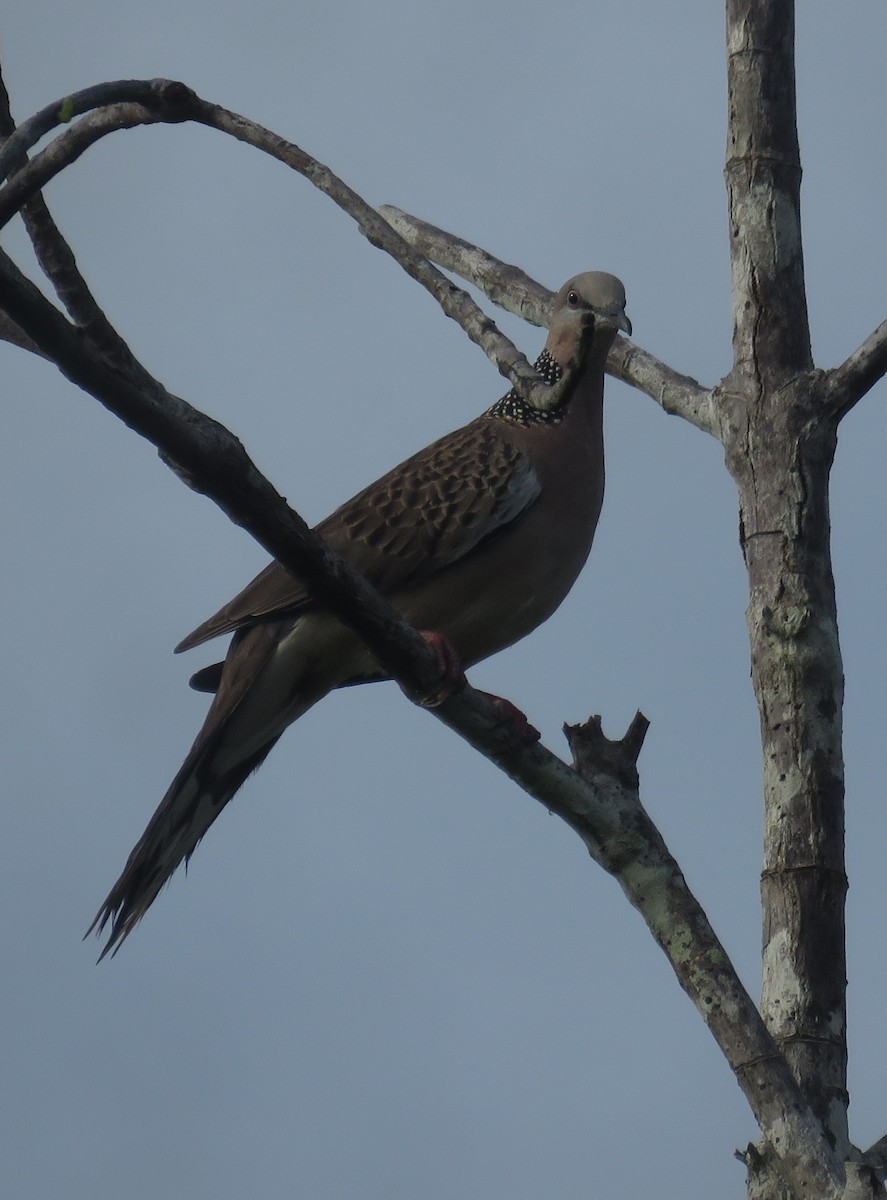 Spotted Dove - ML613752124