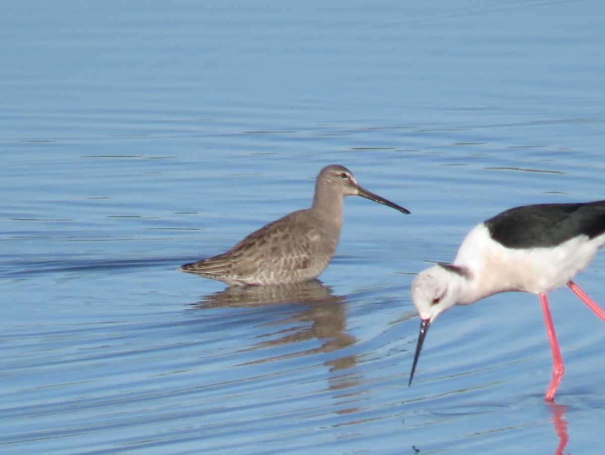 Long-billed Dowitcher - ML613752146