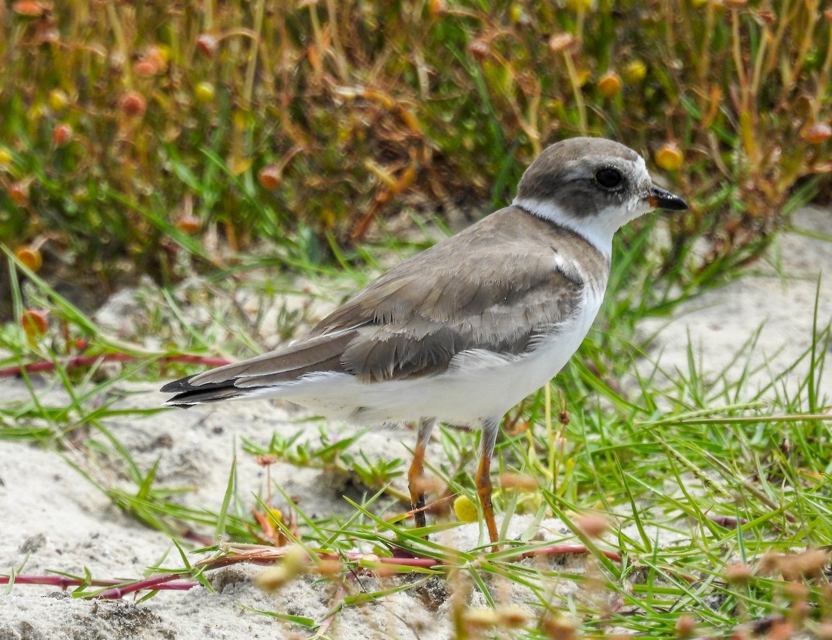 Semipalmated Plover - ML613752211