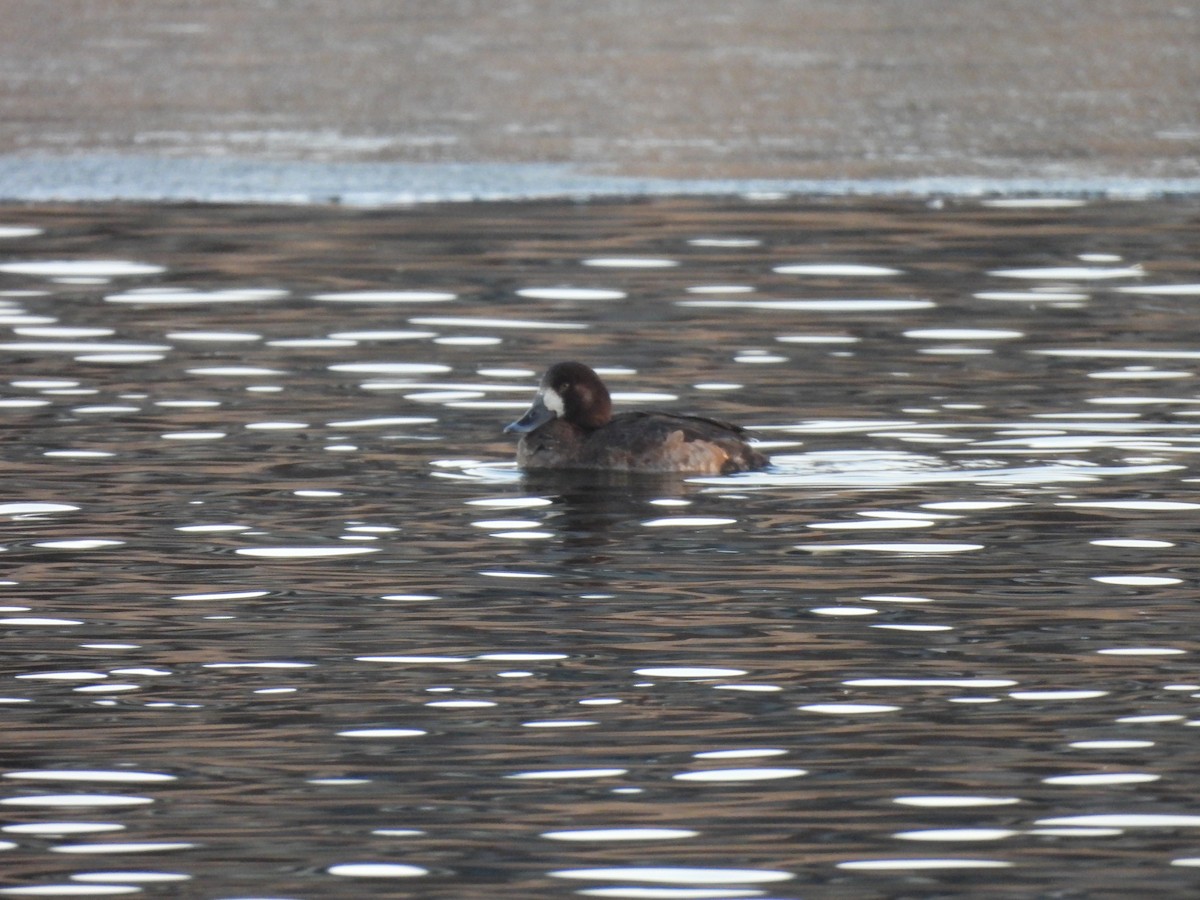 Greater Scaup - ML613752561