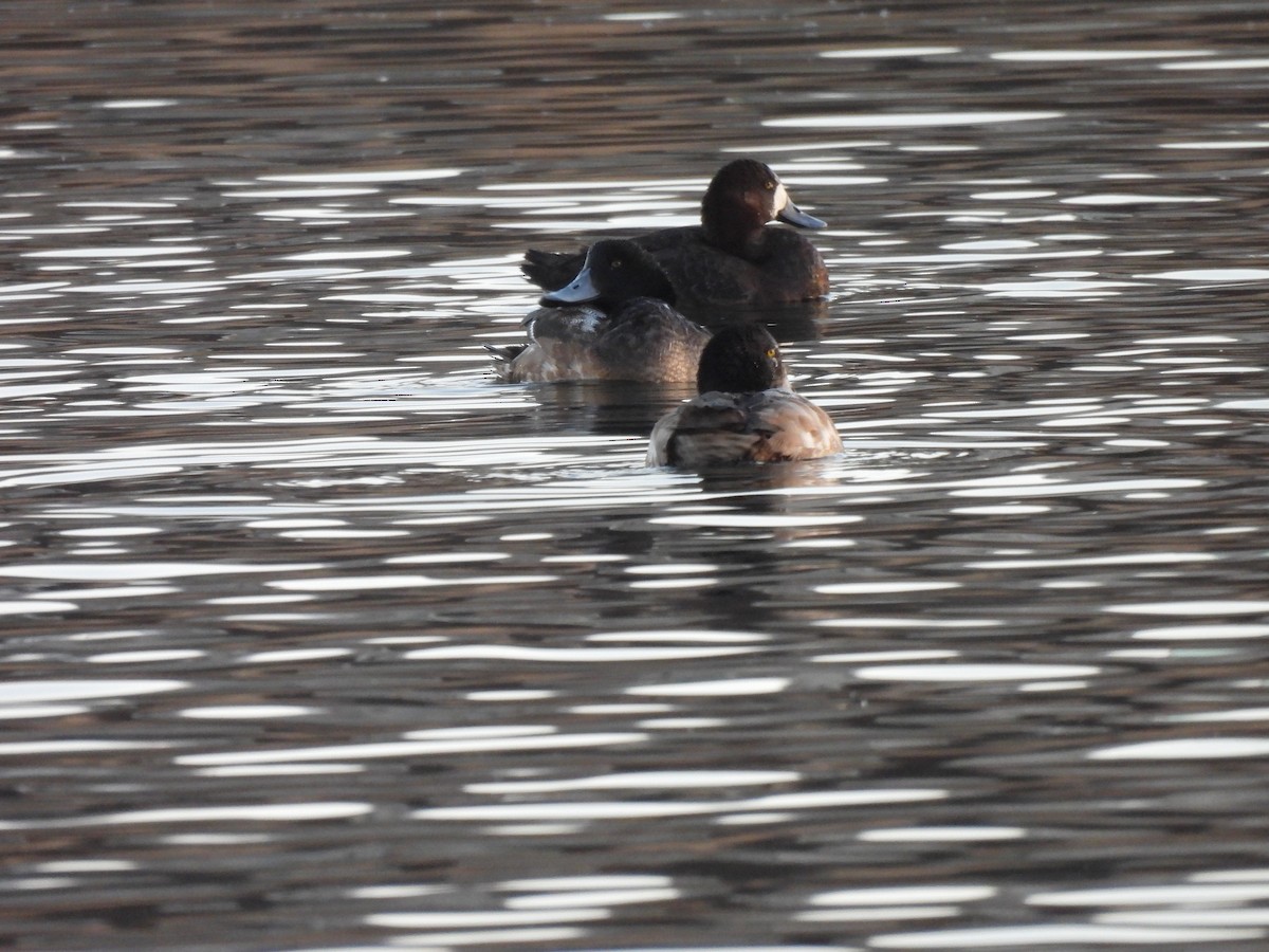 Greater Scaup - ML613752575