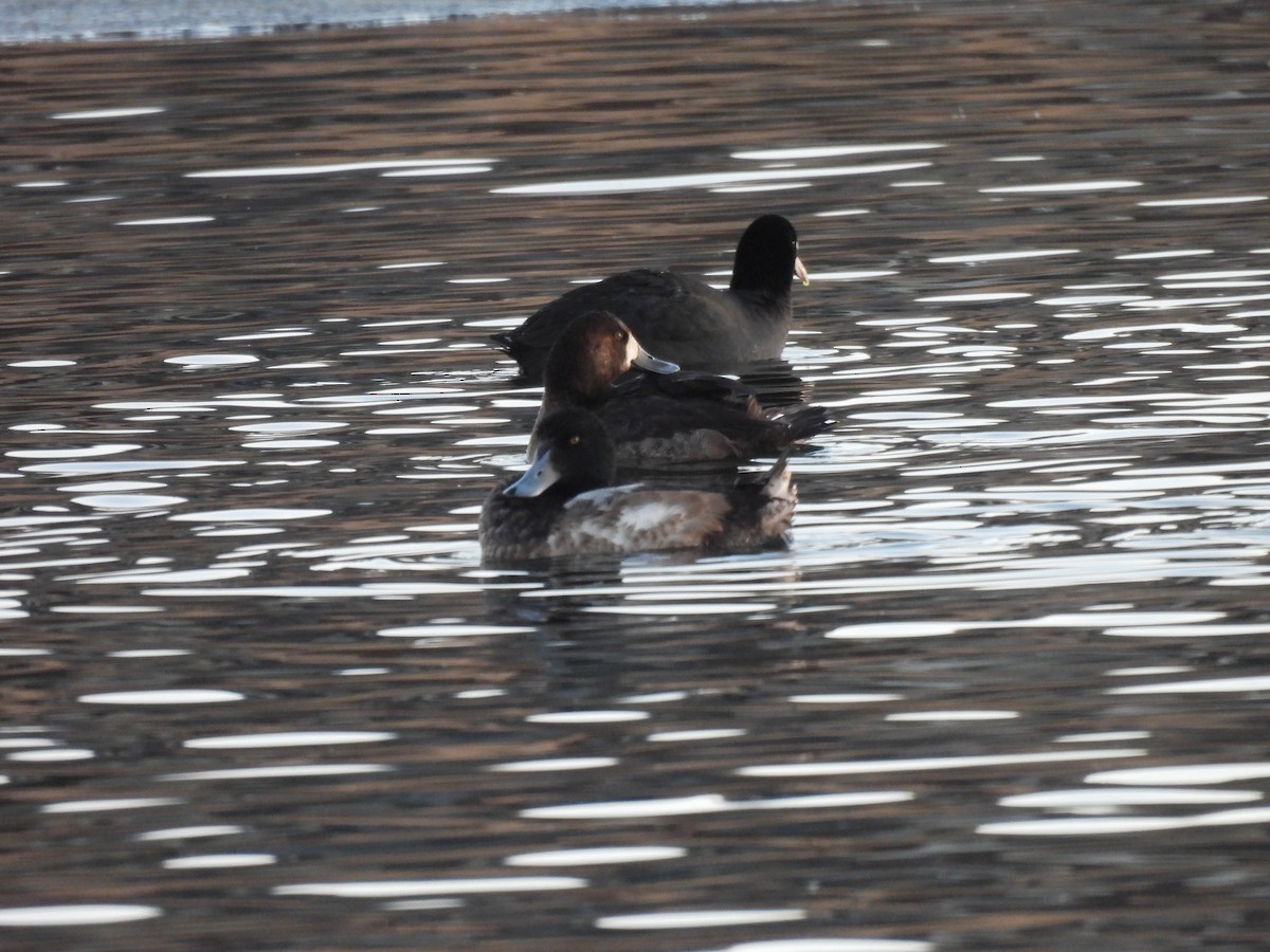 Greater Scaup - ML613752588