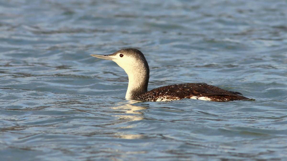 Red-throated Loon - Orhan Gül