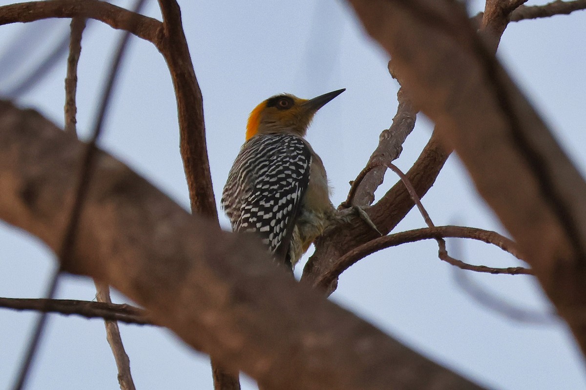 Golden-cheeked Woodpecker - ML613752771