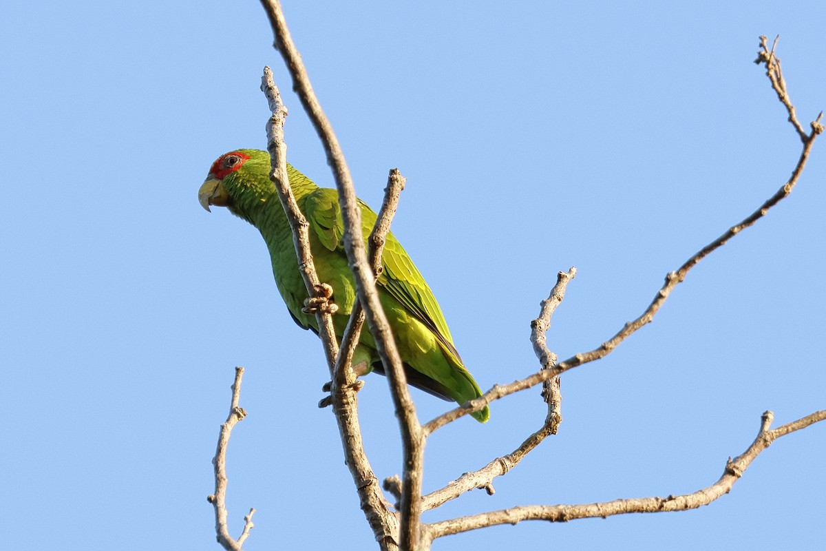 White-fronted Parrot - Paul Prappas