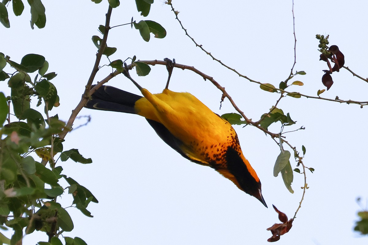 Spot-breasted Oriole - ML613752843