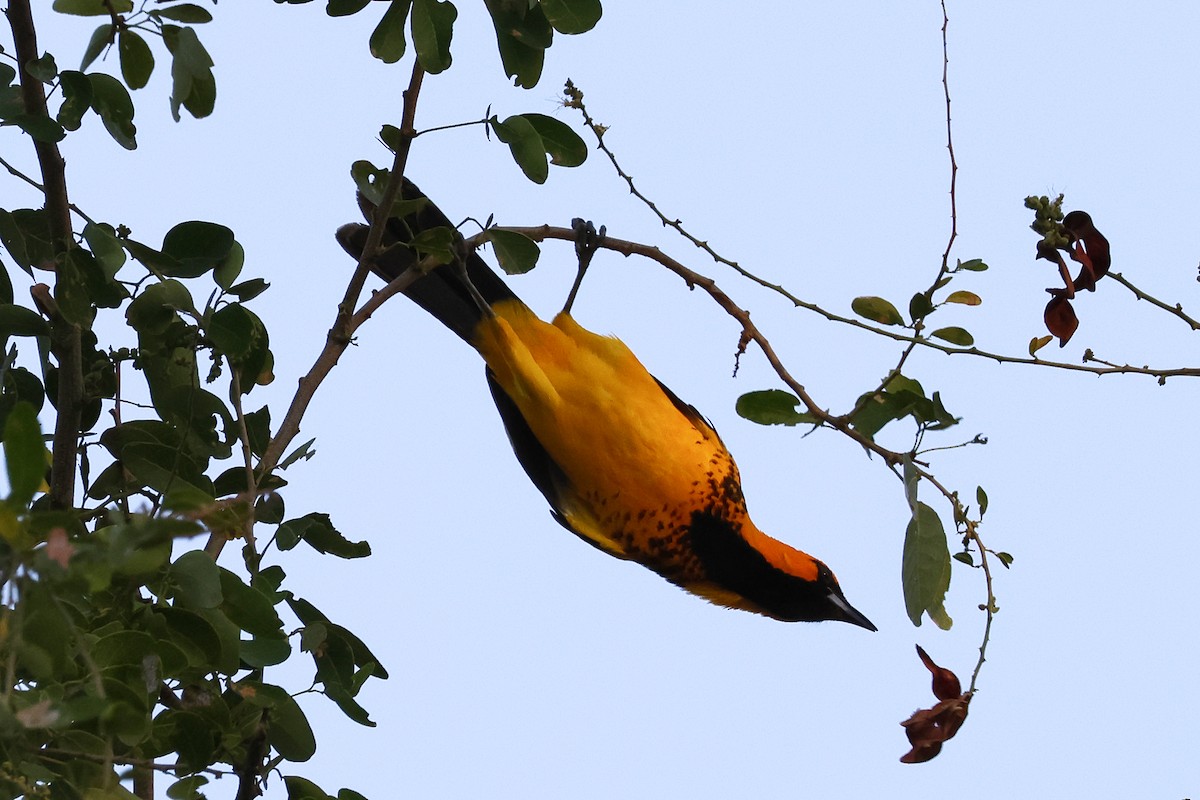 Spot-breasted Oriole - ML613752846