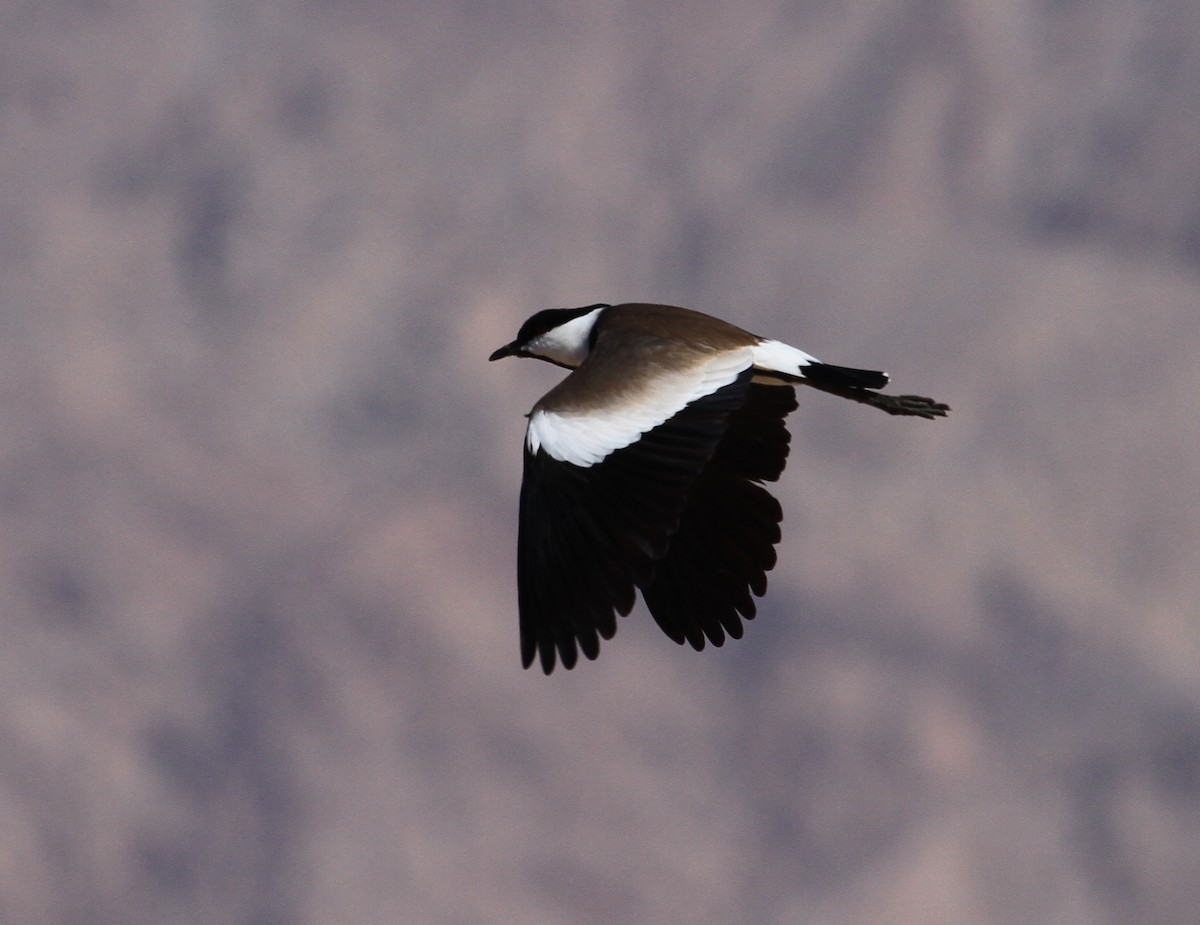 Spur-winged Lapwing - ML613753383
