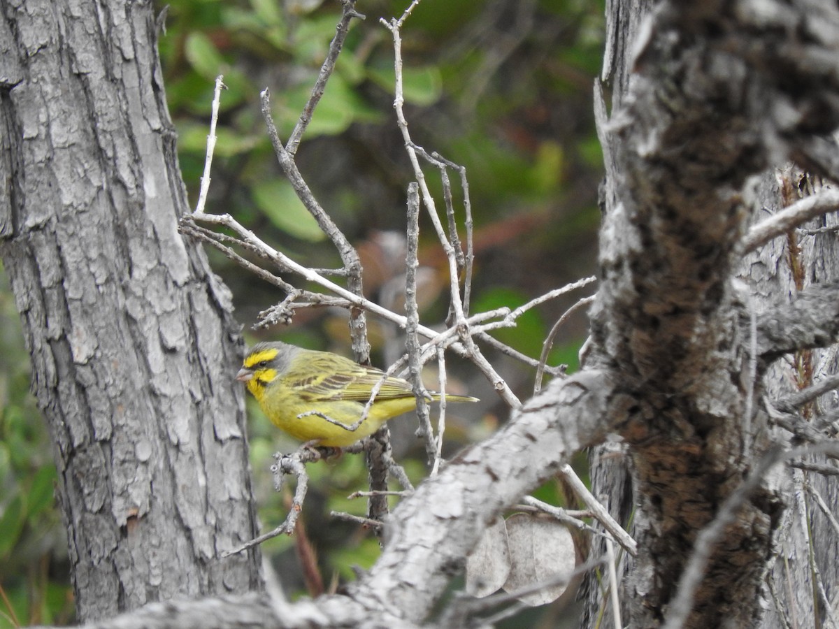 Yellow-fronted Canary - ML613753545