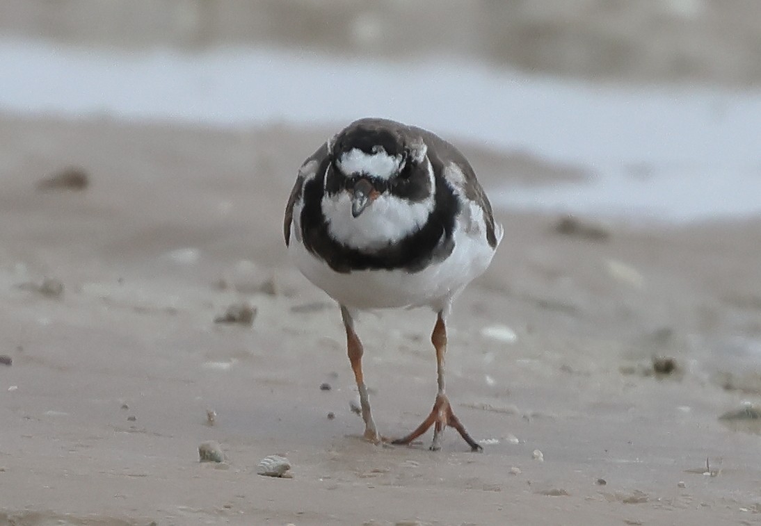 Common Ringed Plover - ML613754173